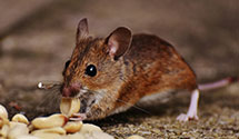 24 Hour & Emergency Exterminators in Boynton, PA